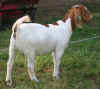 bonnie_blu_rt.jpg (64282 bytes)