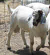 chip_commercial_buck.jpg (69858 bytes)